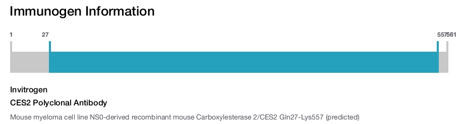 CES2 Polyclonal Antibody