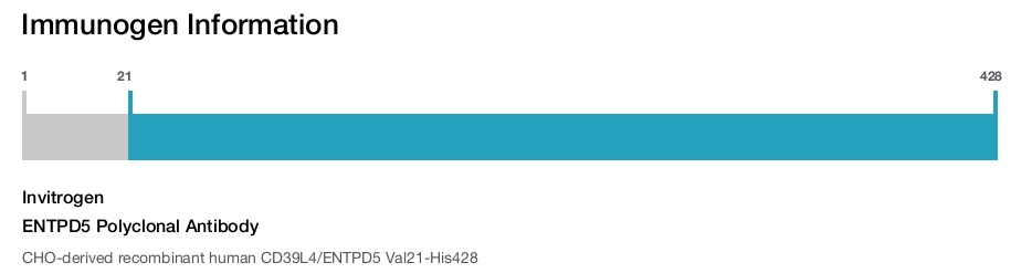 ENTPD5 Polyclonal Antibody
