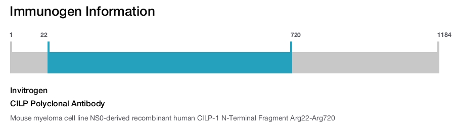 CILP Polyclonal Antibody