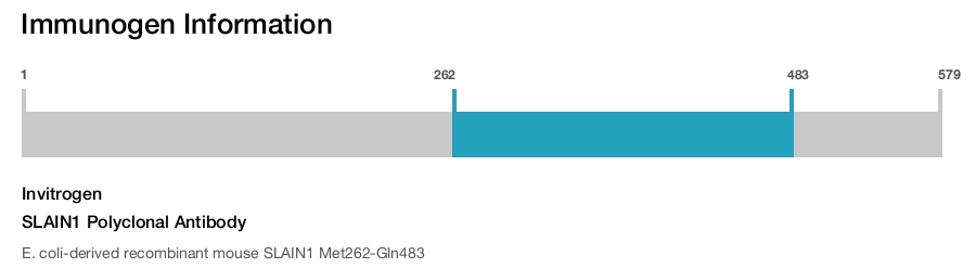 SLAIN1 Polyclonal Antibody