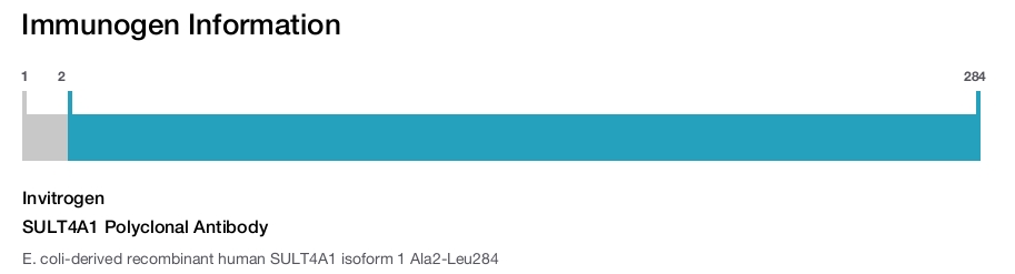 SULT4A1 Polyclonal Antibody