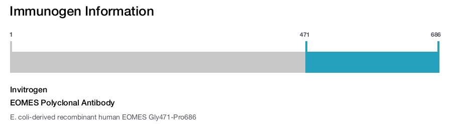 EOMES Polyclonal Antibody