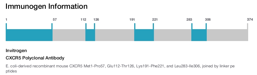 CXCR5 Polyclonal Antibody