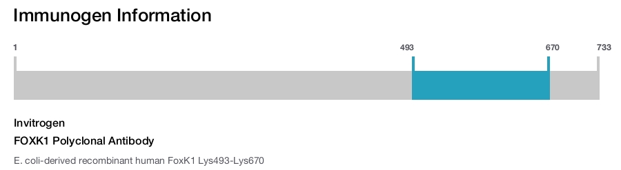 FOXK1 Polyclonal Antibody