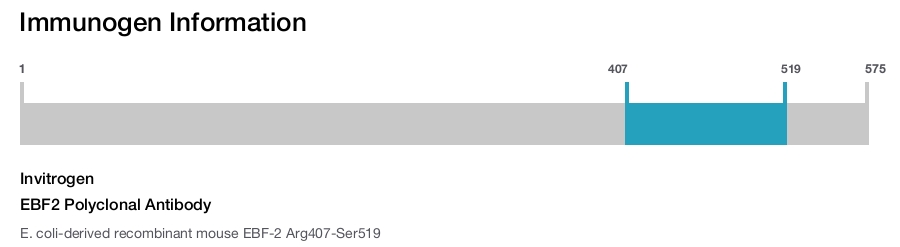 EBF2 Polyclonal Antibody