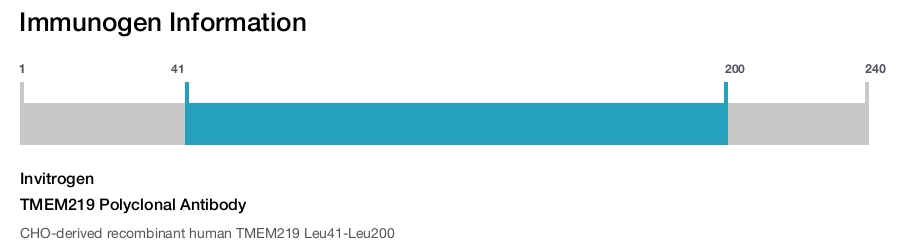 TMEM219 Polyclonal Antibody