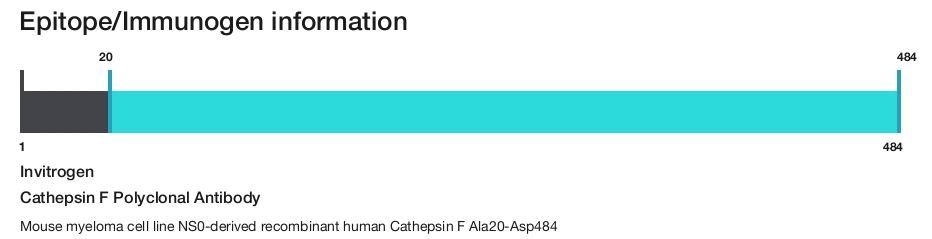 Cathepsin F Polyclonal Antibody