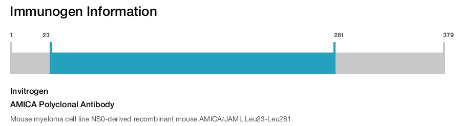 AMICA Polyclonal Antibody