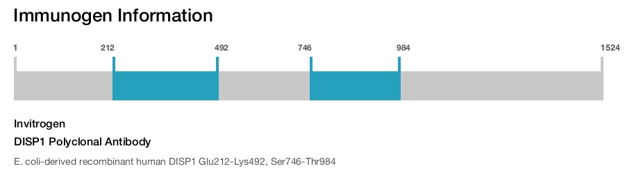 DISP1 Polyclonal Antibody