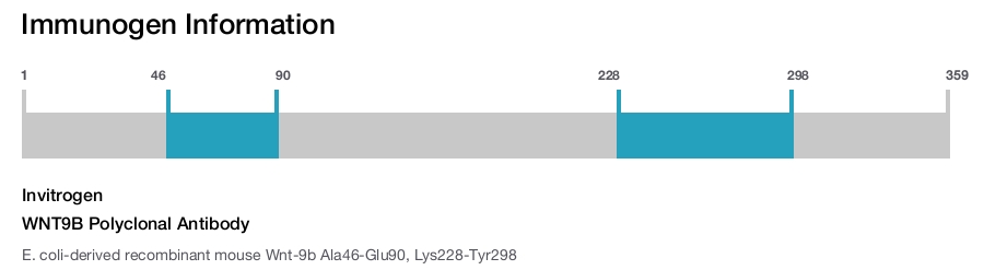 WNT9B Polyclonal Antibody