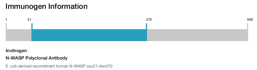 N-WASP Polyclonal Antibody