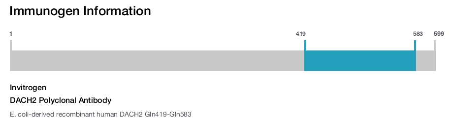 DACH2 Polyclonal Antibody