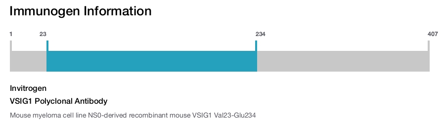 VSIG1 Polyclonal Antibody