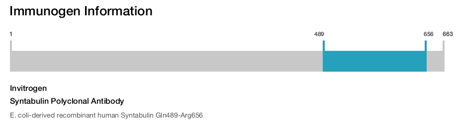 Syntabulin Polyclonal Antibody