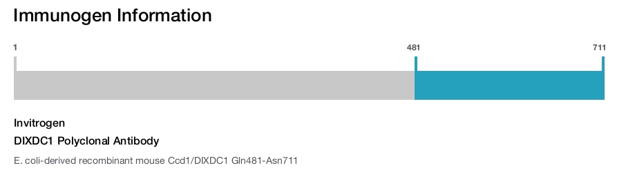 DIXDC1 Polyclonal Antibody