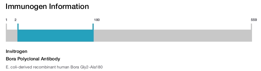 Bora Polyclonal Antibody
