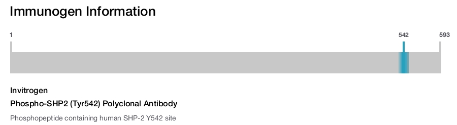 Phospho-SHP2 (Tyr542) Polyclonal Antibody