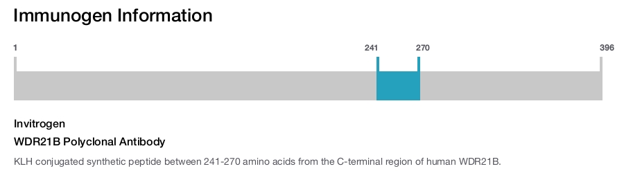 WDR21B Polyclonal Antibody
