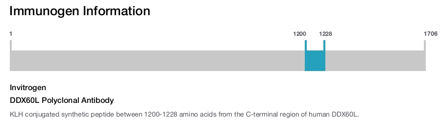 DDX60L Polyclonal Antibody