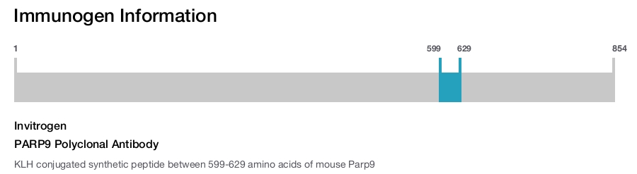 PARP9 Polyclonal Antibody