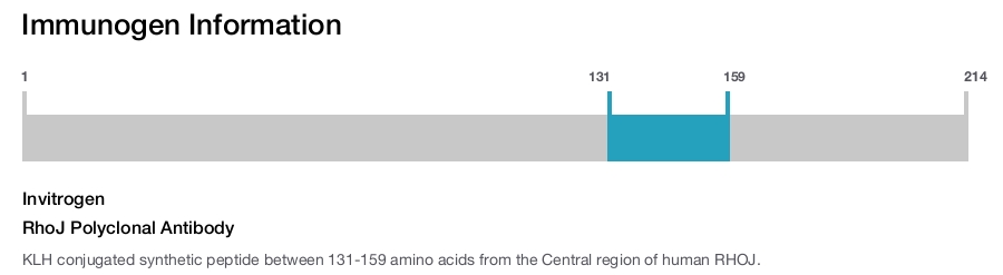 RhoJ Polyclonal Antibody