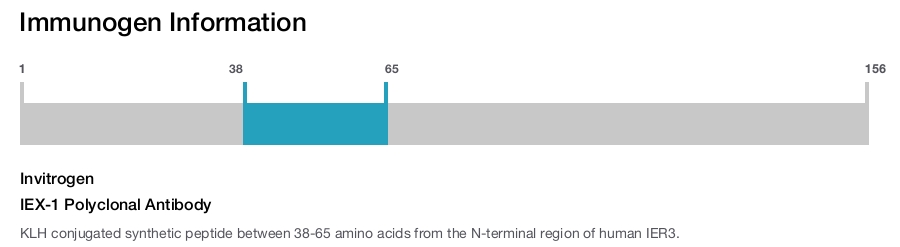IEX-1 Polyclonal Antibody