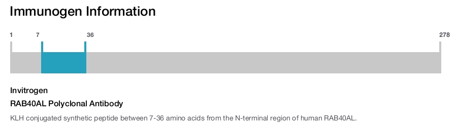 RAB40AL Polyclonal Antibody