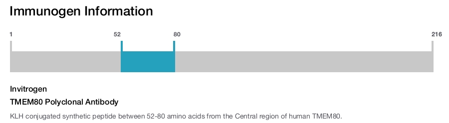 TMEM80 Polyclonal Antibody