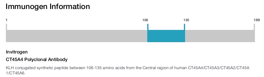 CT45A4 Polyclonal Antibody