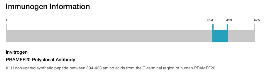 PRAMEF20 Polyclonal Antibody