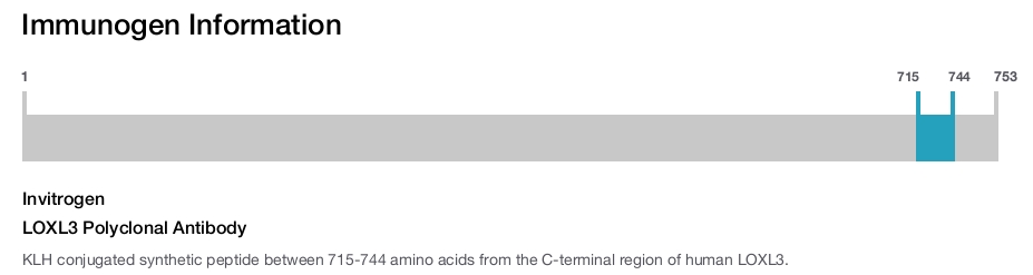 LOXL3 Polyclonal Antibody