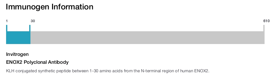 ENOX2 Polyclonal Antibody