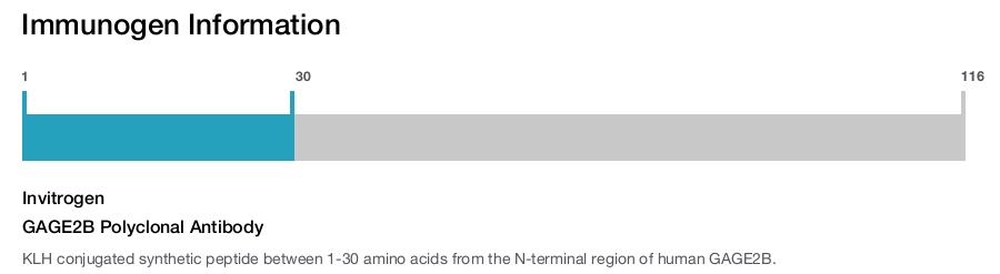 GAGE2B Polyclonal Antibody