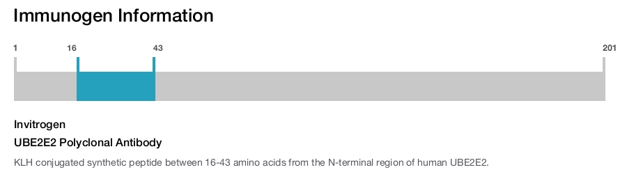 UBE2E2 Polyclonal Antibody