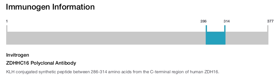 ZDHHC16 Polyclonal Antibody