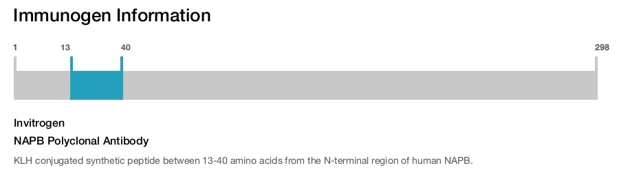 NAPB Polyclonal Antibody