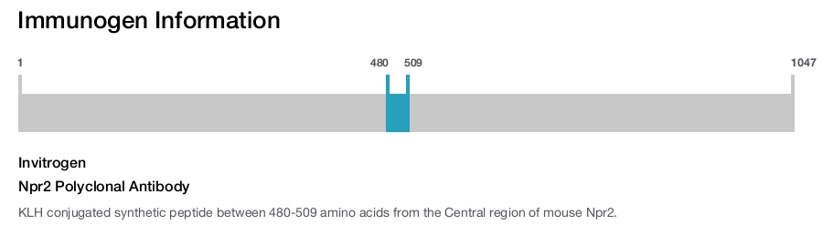 Npr2 Polyclonal Antibody
