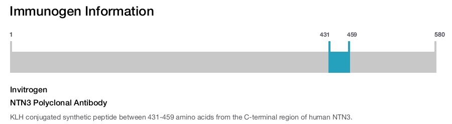 NTN3 Polyclonal Antibody