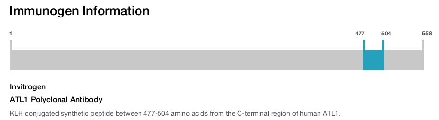 ATL1 Polyclonal Antibody