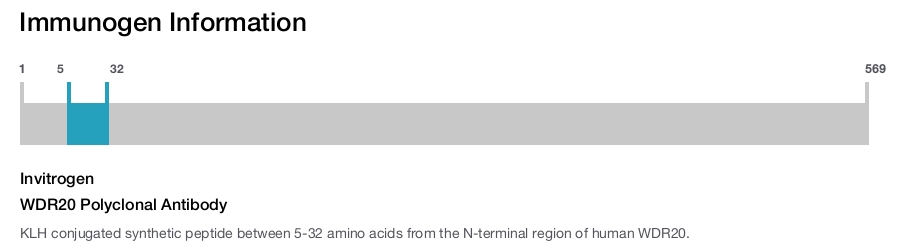 WDR20 Polyclonal Antibody