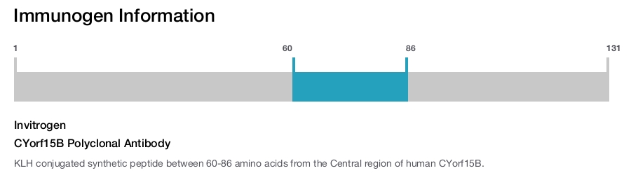 CYorf15B Polyclonal Antibody