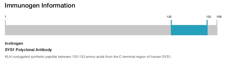 SYS1 Polyclonal Antibody