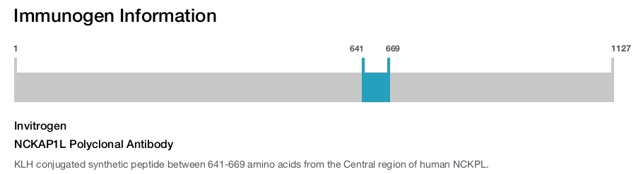 NCKAP1L Polyclonal Antibody