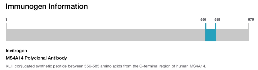MS4A14 Polyclonal Antibody