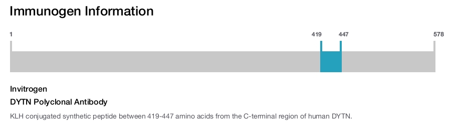 DYTN Polyclonal Antibody