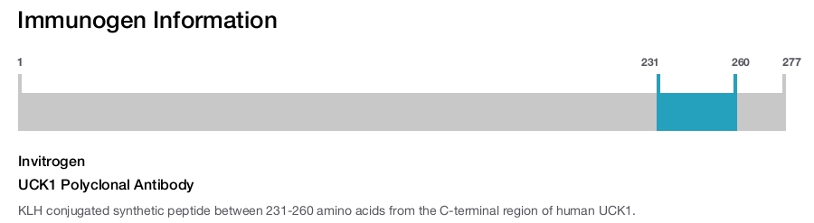 UCK1 Polyclonal Antibody