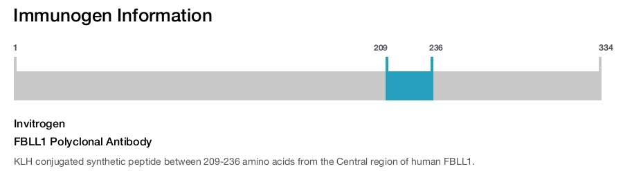 FBLL1 Polyclonal Antibody