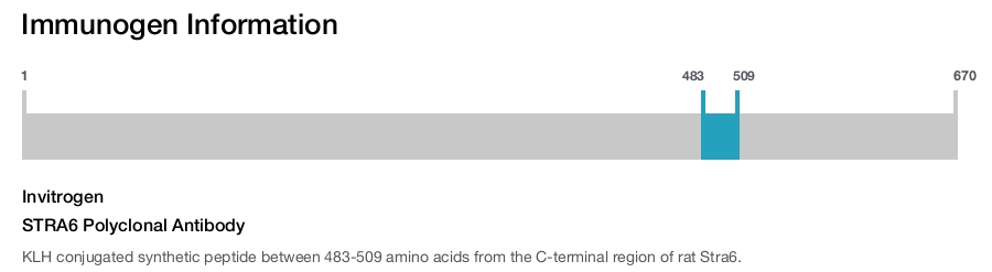 STRA6 Polyclonal Antibody