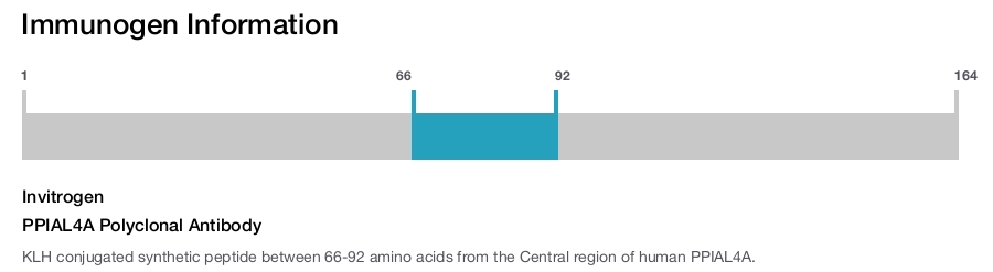 PPIAL4A Polyclonal Antibody