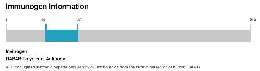 RAB4B Polyclonal Antibody